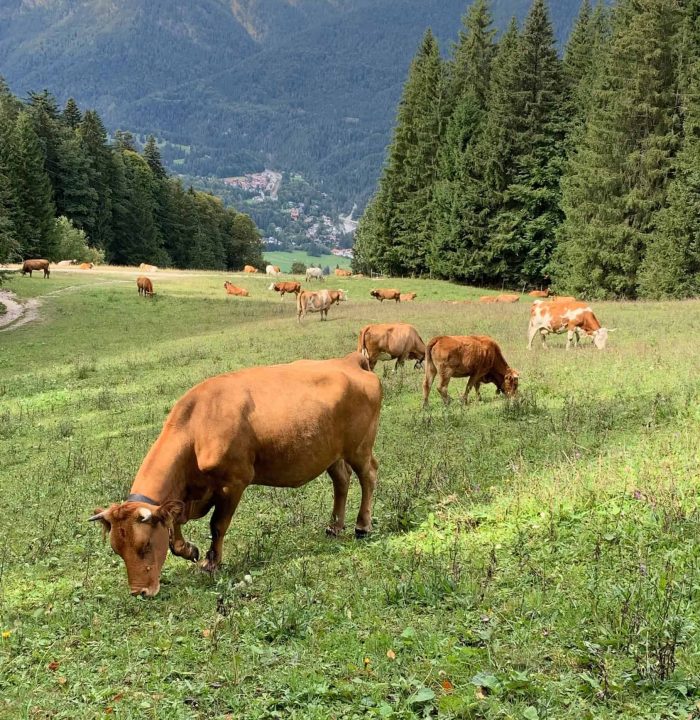 Galvijų supirkimas Lietuvoje – gyvulių ganymas žaliuose laukuose