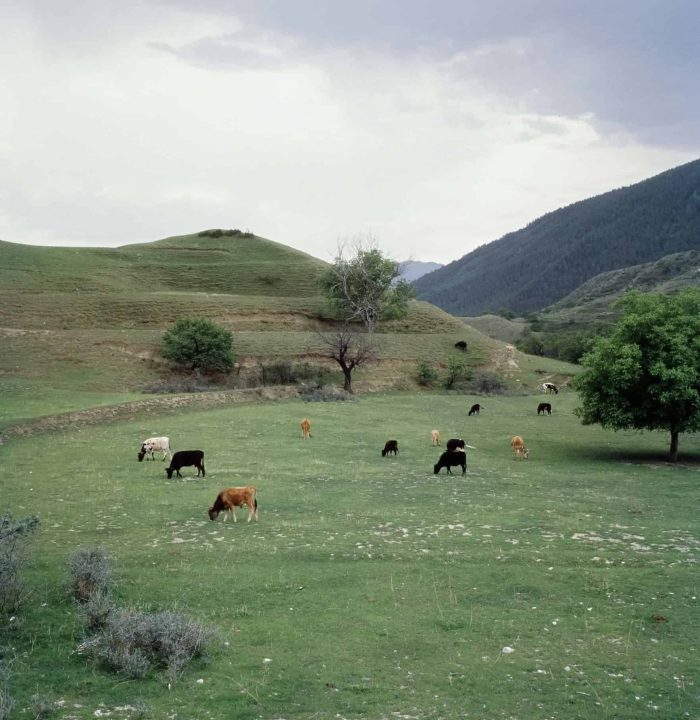 Karvės pievose Lietuvoje – galvijų supirkimo kainos pagal rinkos situaciją